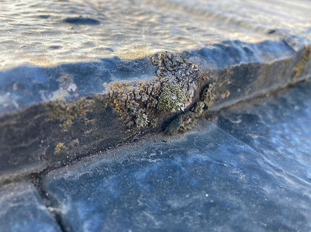 屋根瓦の苔の拡大図